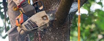 Why Choose Our Tree Removal Services in Rehoboth Beach, DE?