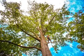 Rehoboth Beach, DE  Tree Services Company